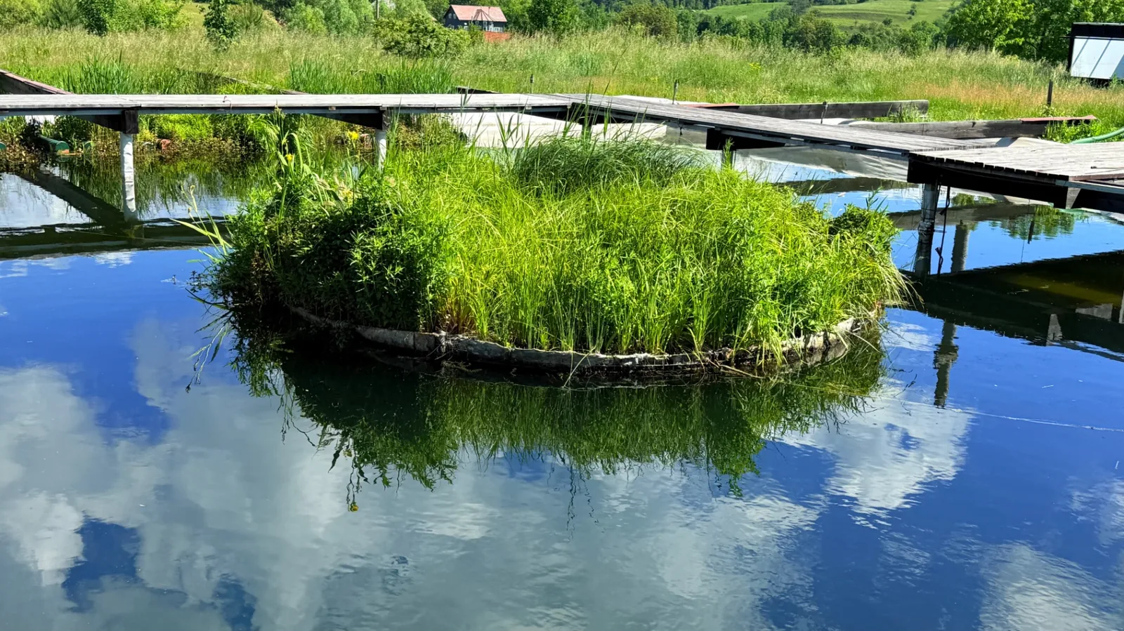 Insulă plutitoare ovală cu iarbă înaltă, reflectată în apă lângă un ponton de lemn