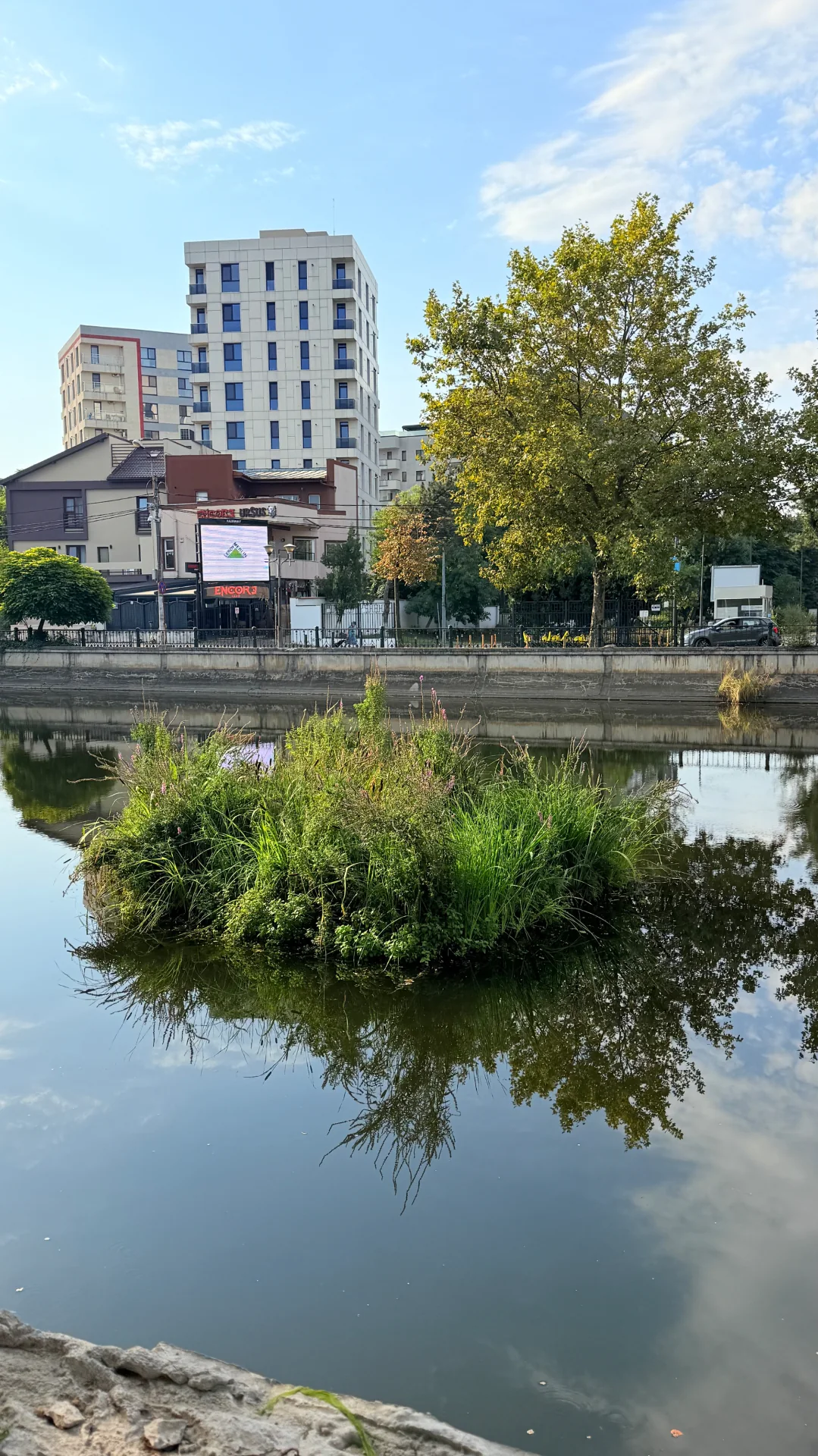 Insulă plutitoare cu vegetație pe un corp de apă urban, cu reflexia clădirilor în apă