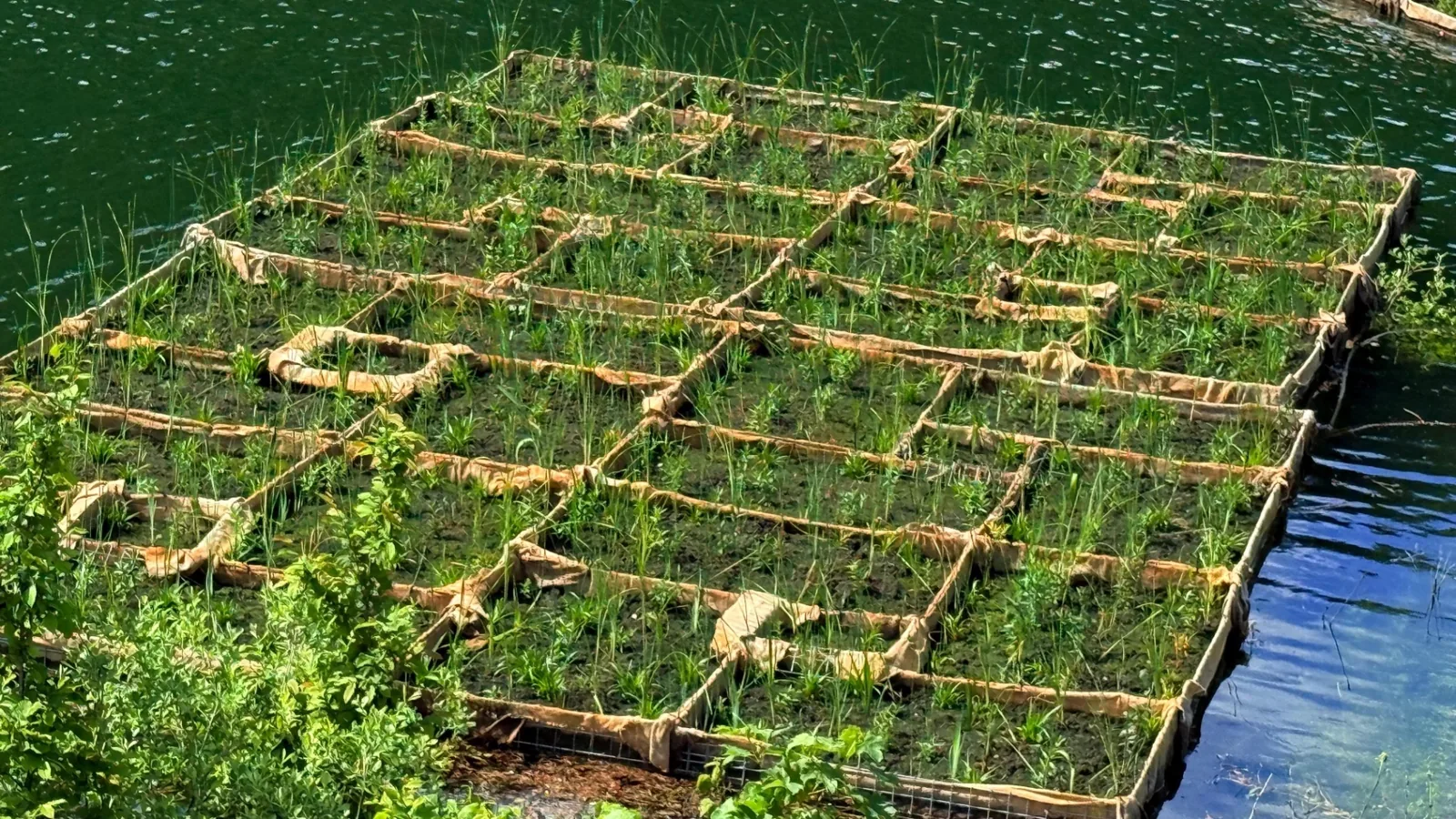 Structură modulară de insulă plutitoare cu plantele emergente fixate în substrat